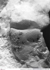 Historisches Foto von ? Longodromites sp. (NHMW-AFW-GEO-BACHMAYER-FOTO-1990-0041-0067c)